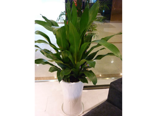 辦公室盆栽租賃：讓你的辦公室更加舒適與健康